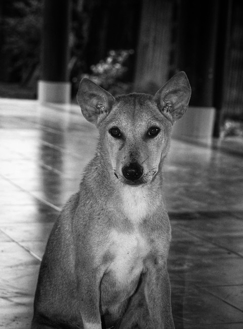 Dog black and white... Satyaban