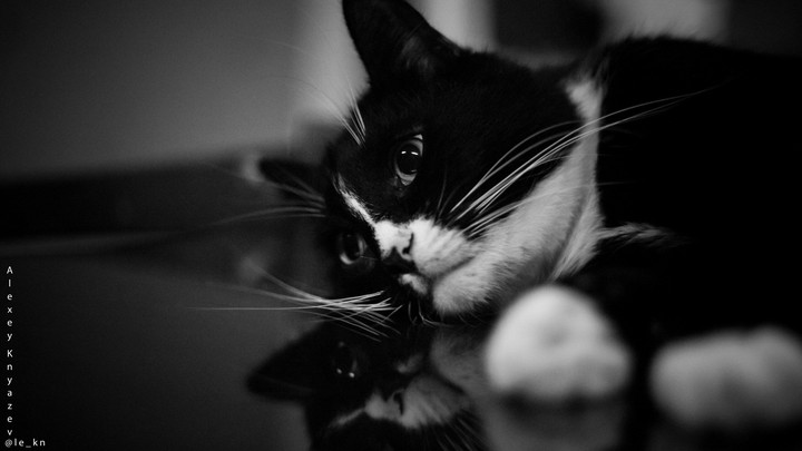 vasya the cat