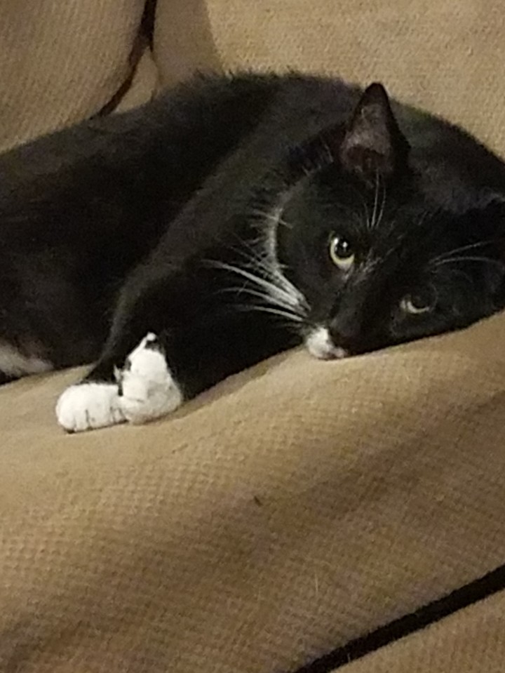 King lounging about