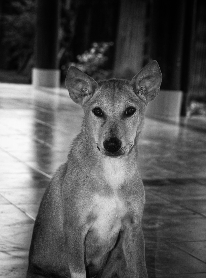 Dog black and white... Satyaban