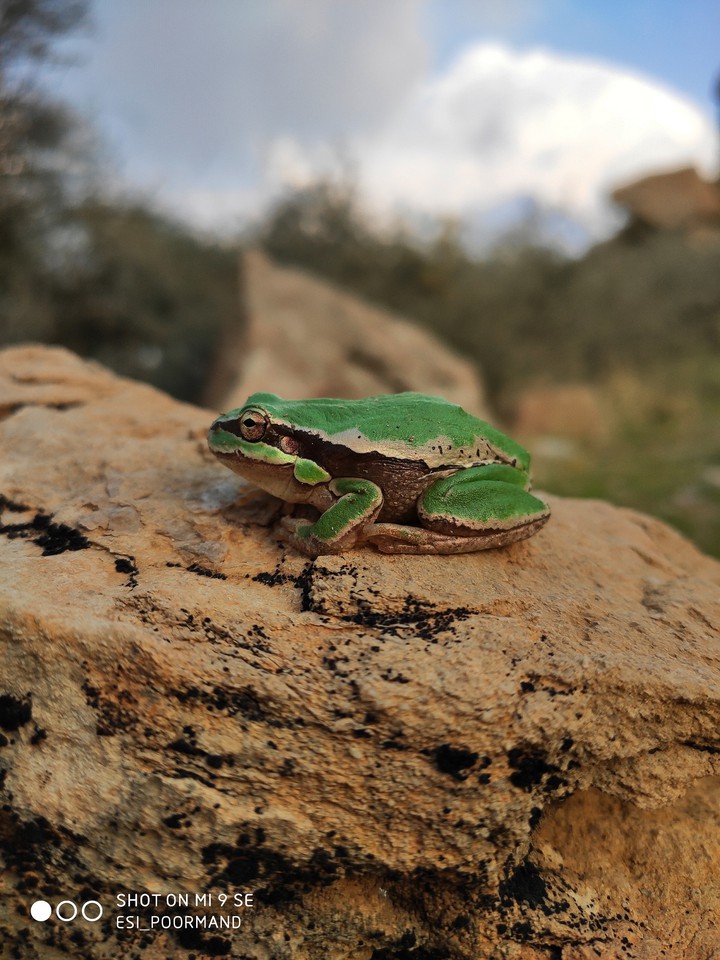 frog