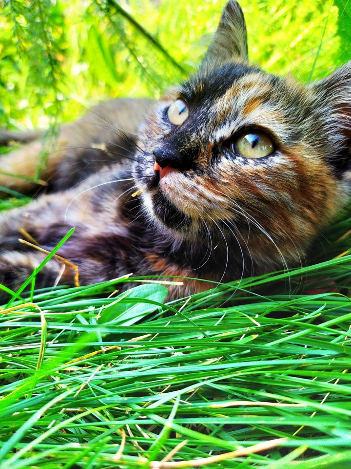 Mika