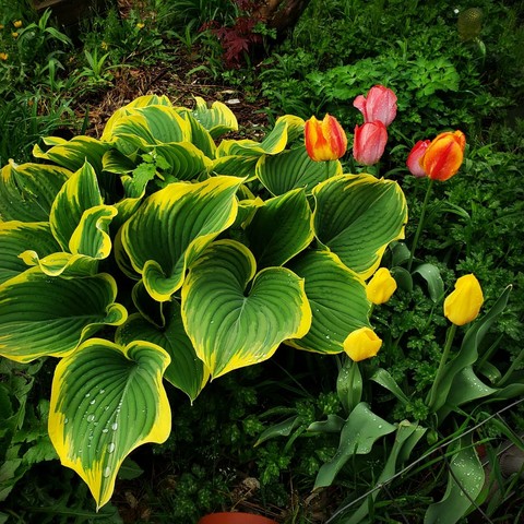 colorful garden
