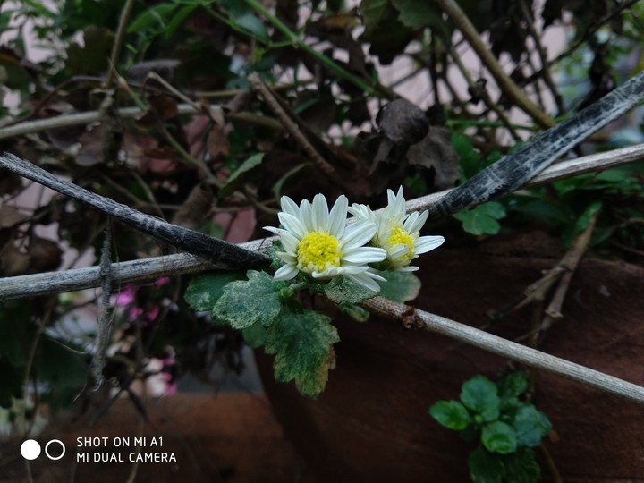 white flowers