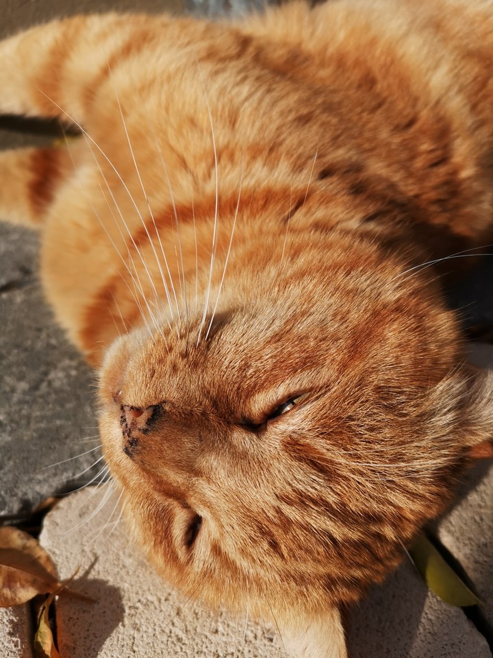 RedCat