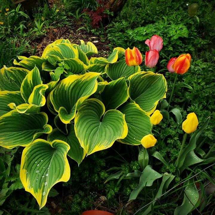 colorful garden