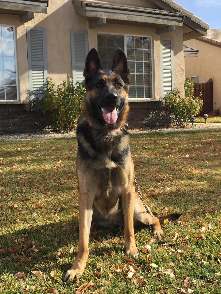 German Shepard