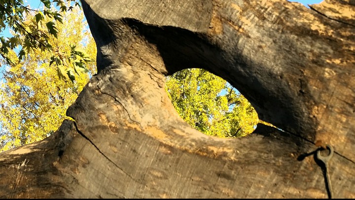 Nature Through A Wooden Eye~