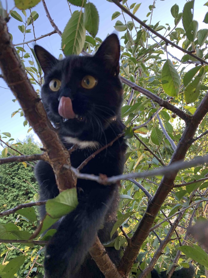 cat