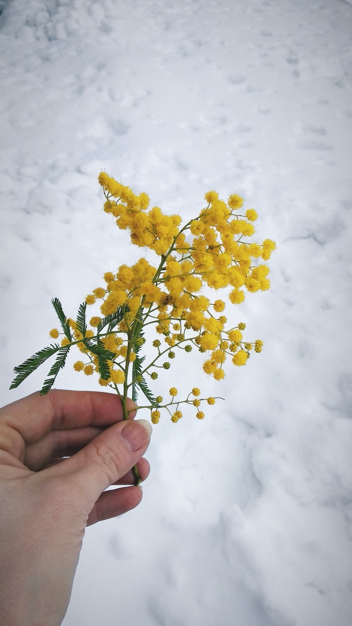 мимоза