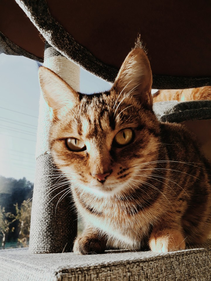 Bol & Pen my cat♥️♥️♥️