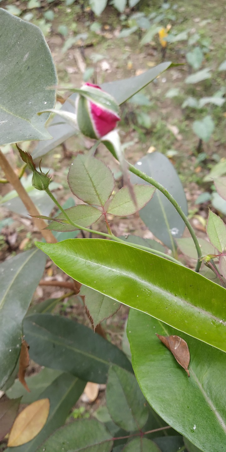 Rose ?