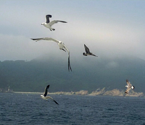 gull