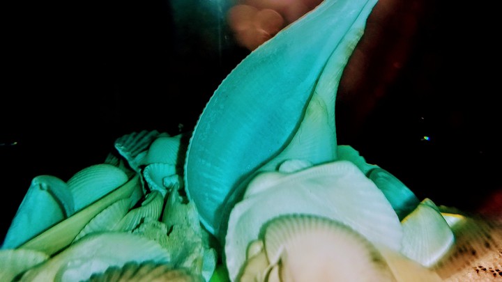Snail