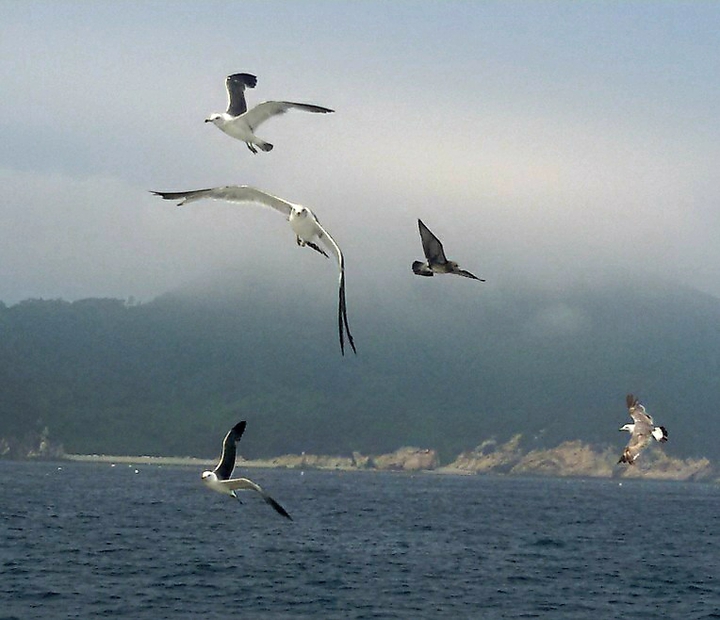 gull