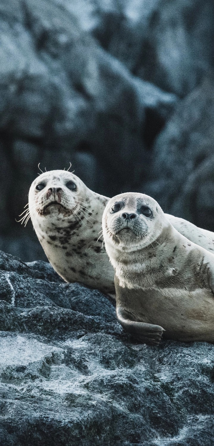 seals