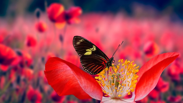 butterfly
