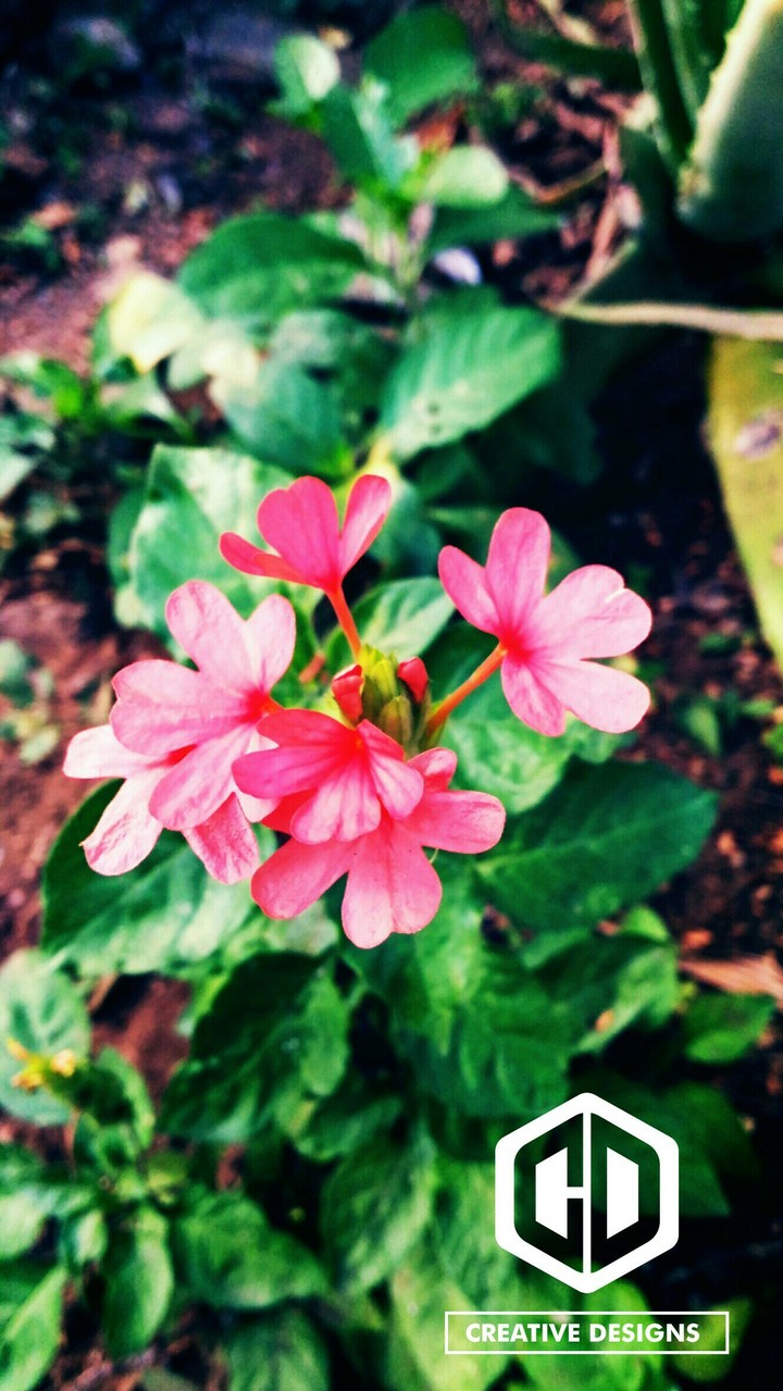 Flower