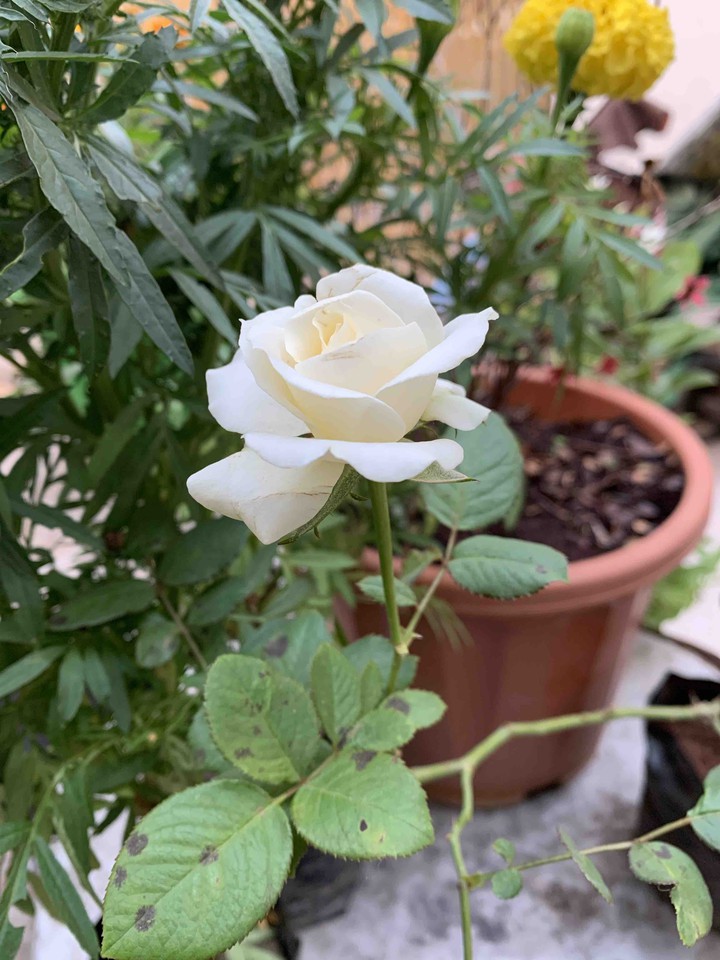 white rose