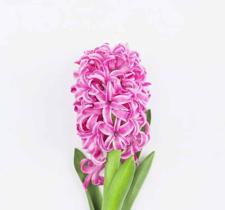 Hyacinth