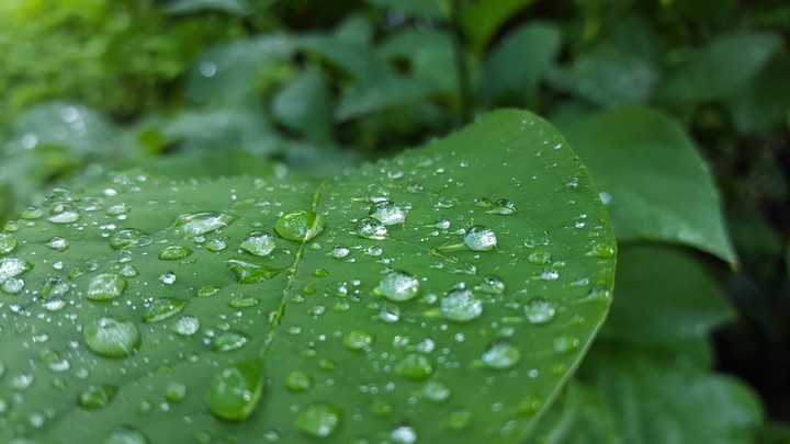 droplets