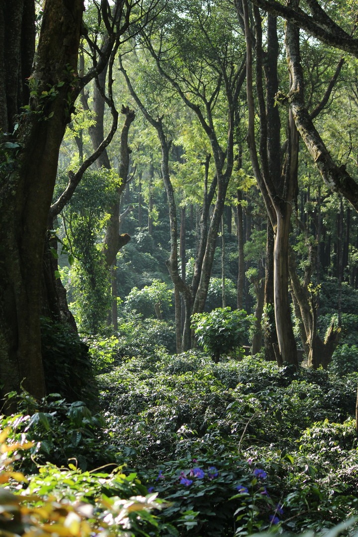 Coffee Plantations