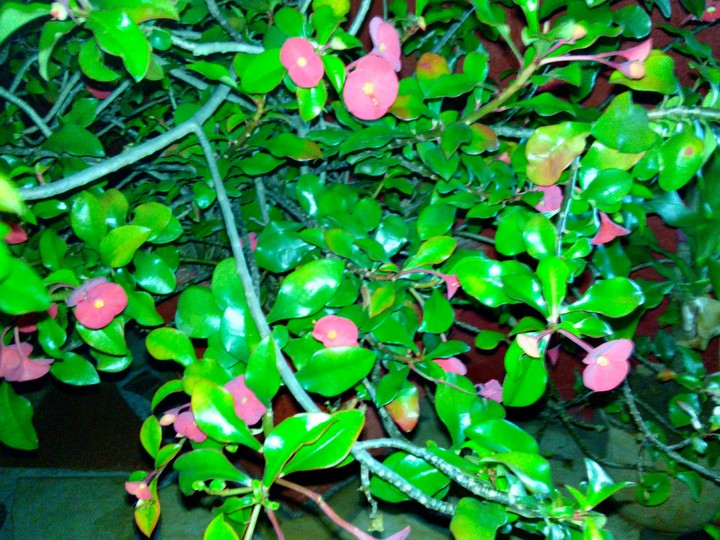 Bonnet de Chine