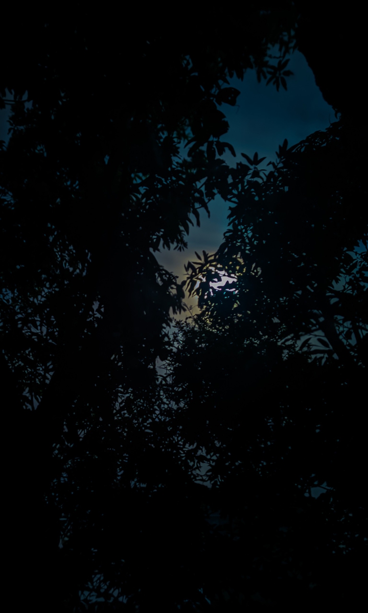 Night