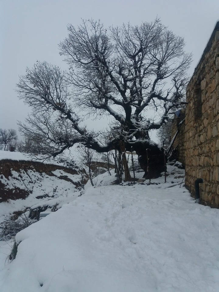 oak tree