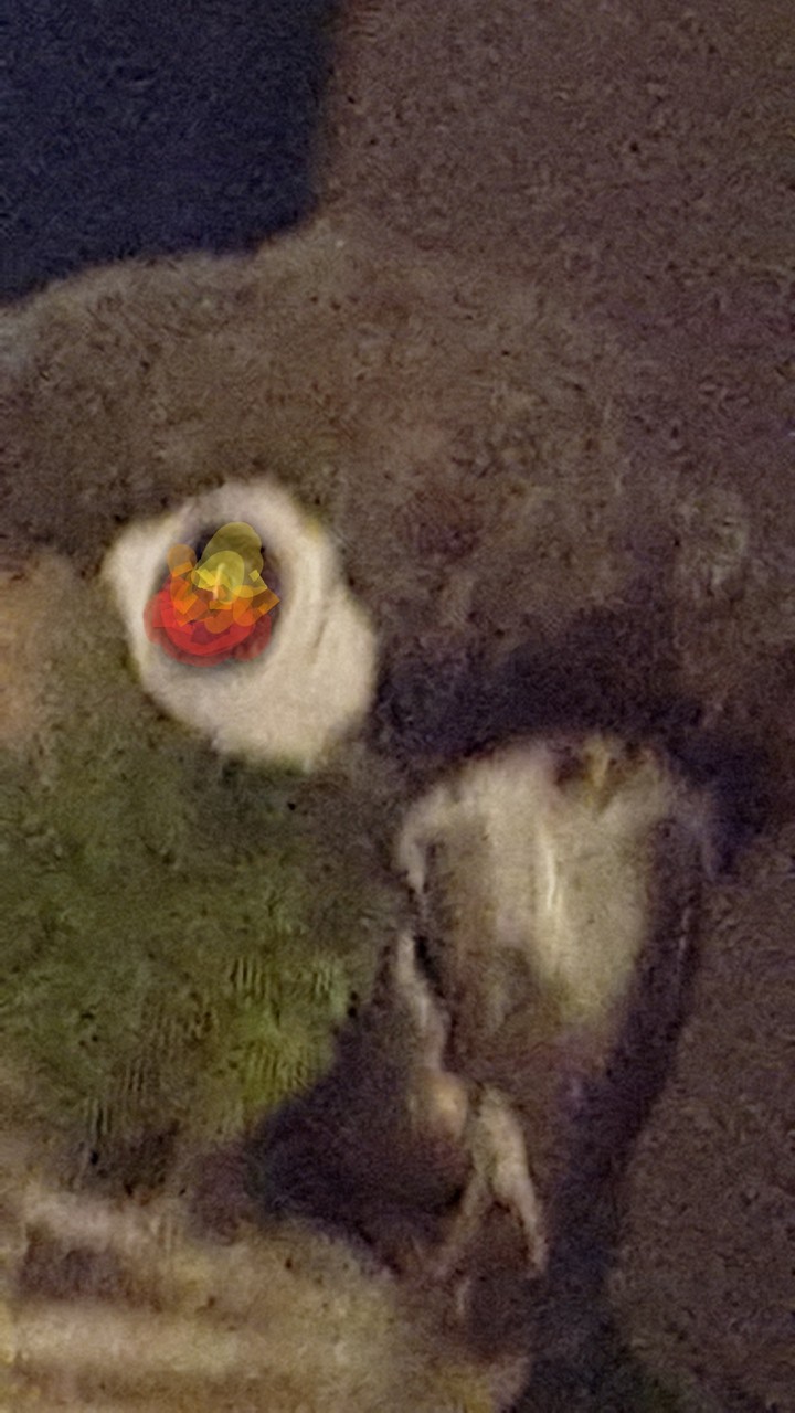 Angry birds