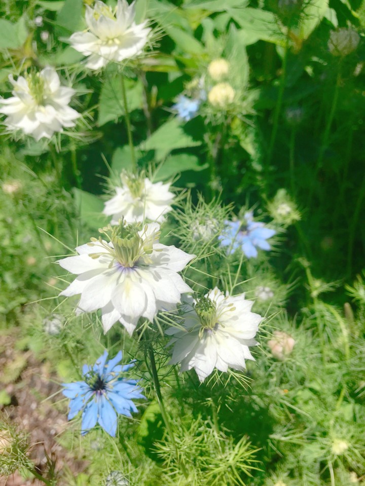 Nigella