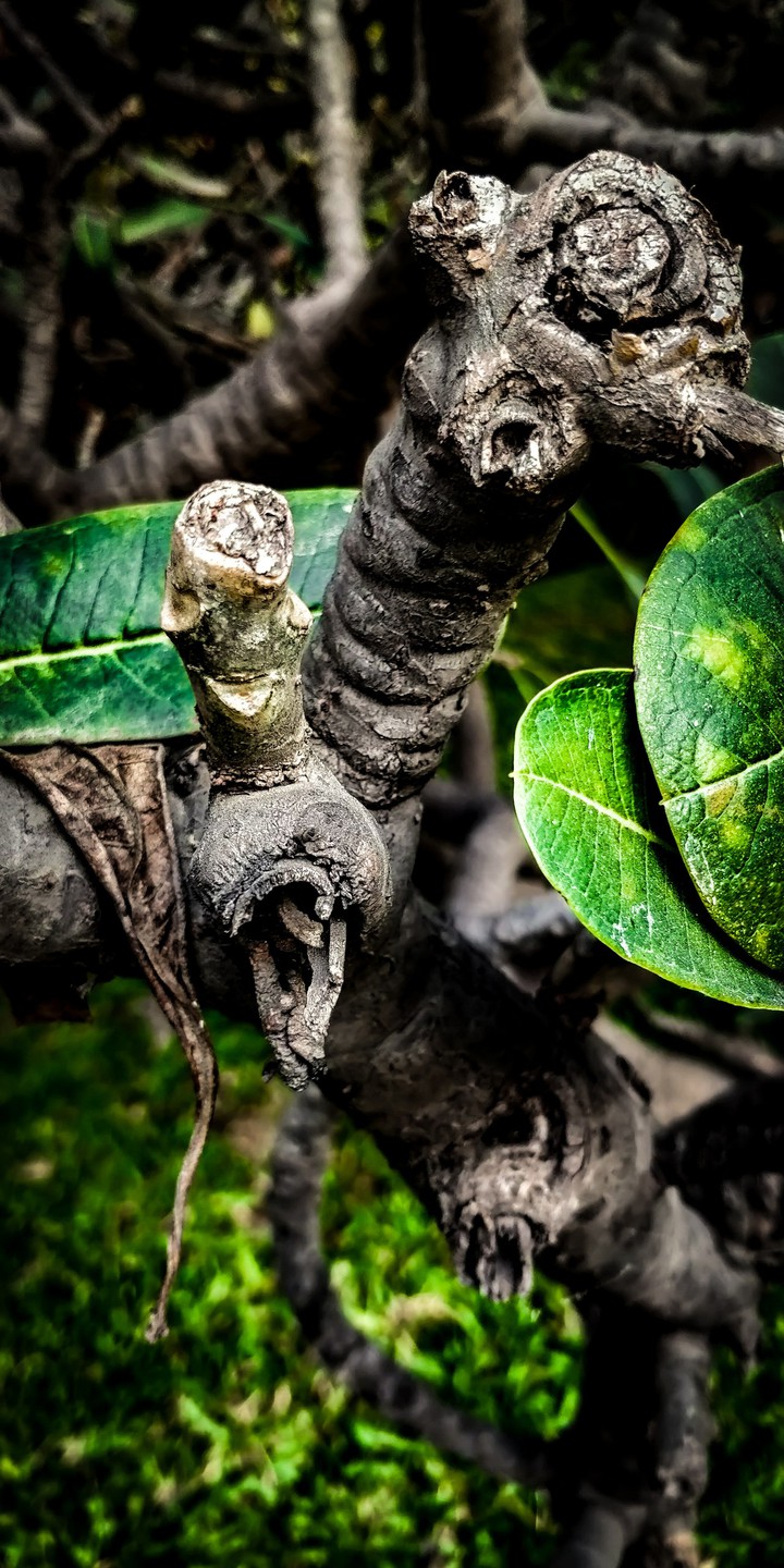 stem