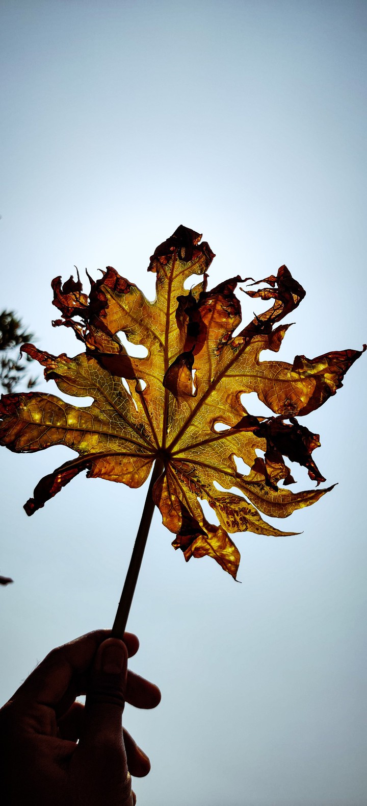 Leaf
