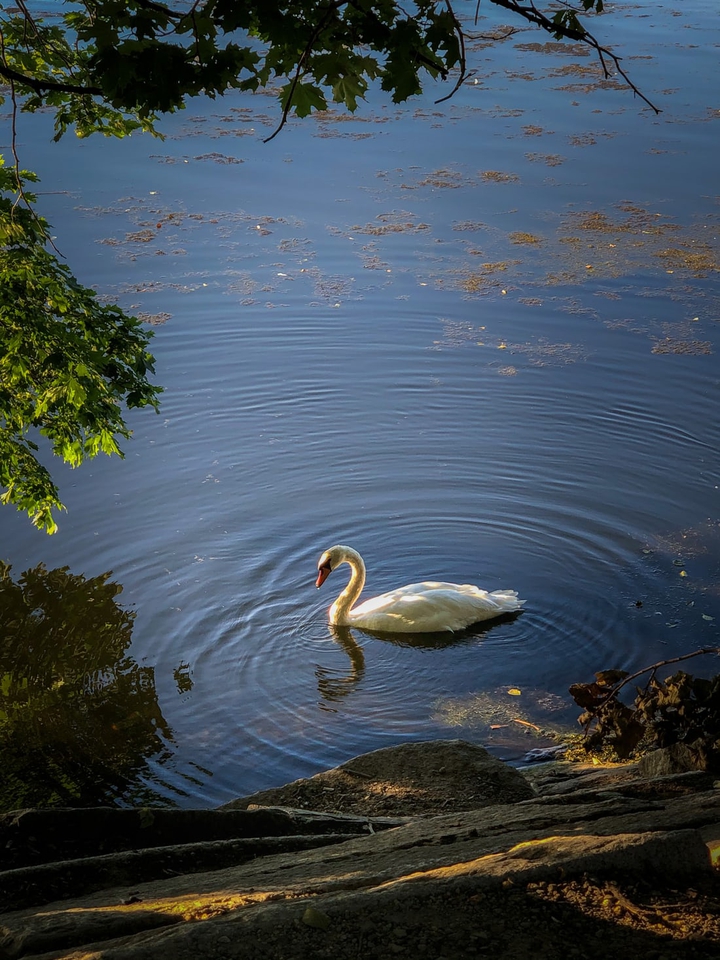 Swan