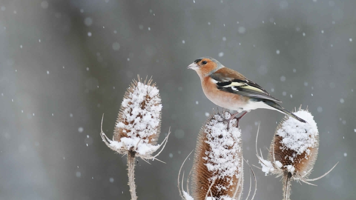 Chaffinch