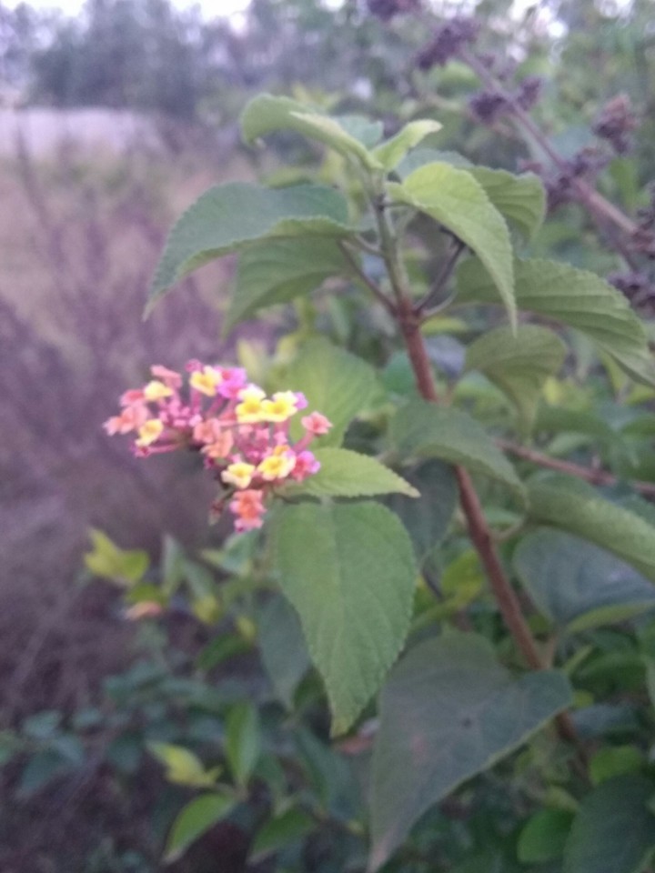Diomand Flower