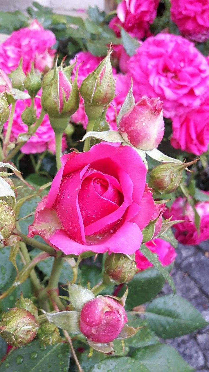 Rosen im Garten