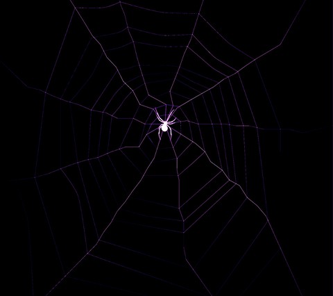 spider