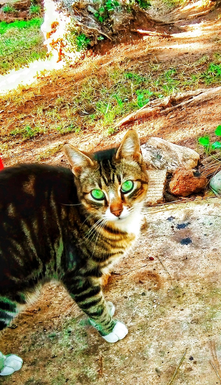 cat