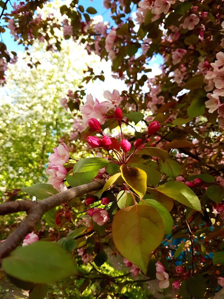 spring