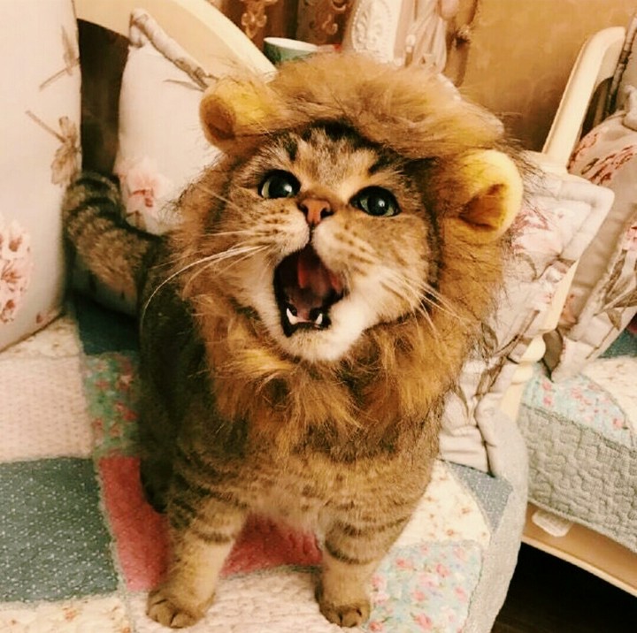 Мило