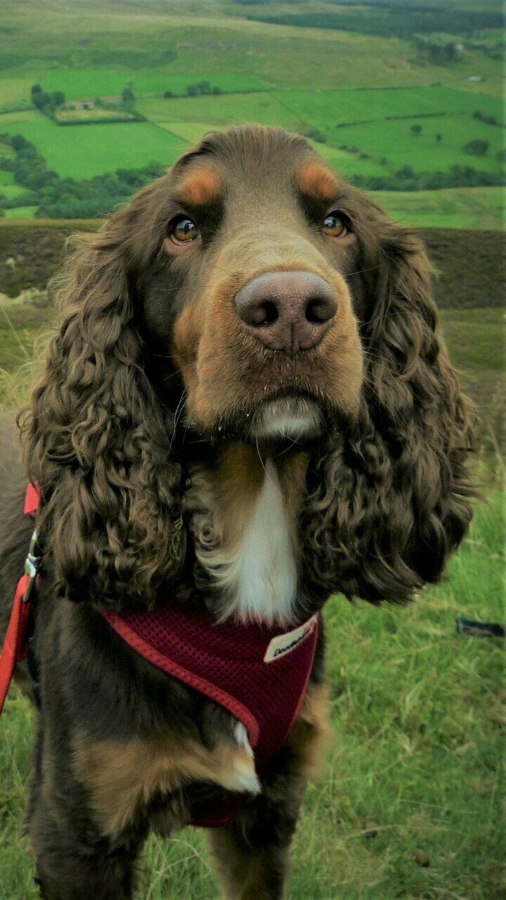 dog