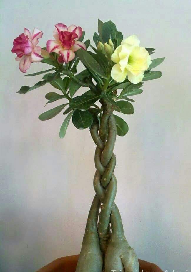 Adenium