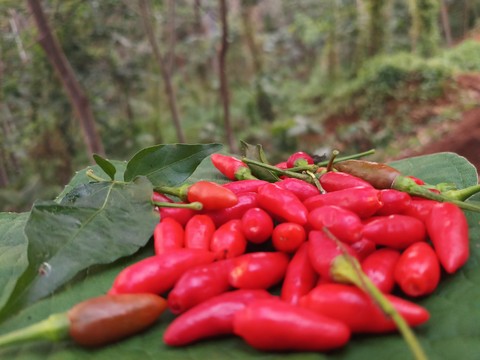 red chilly