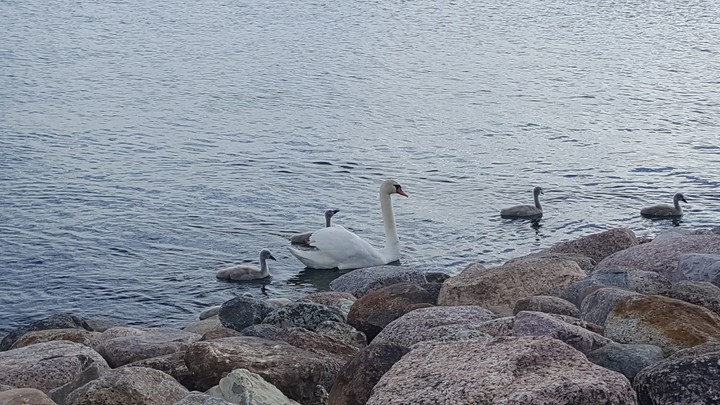 Mama swan