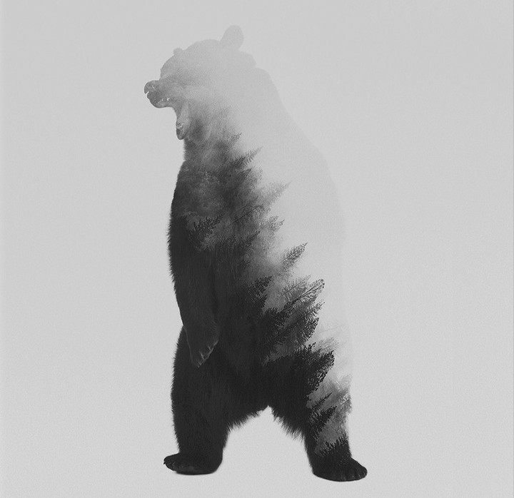 Black Bear