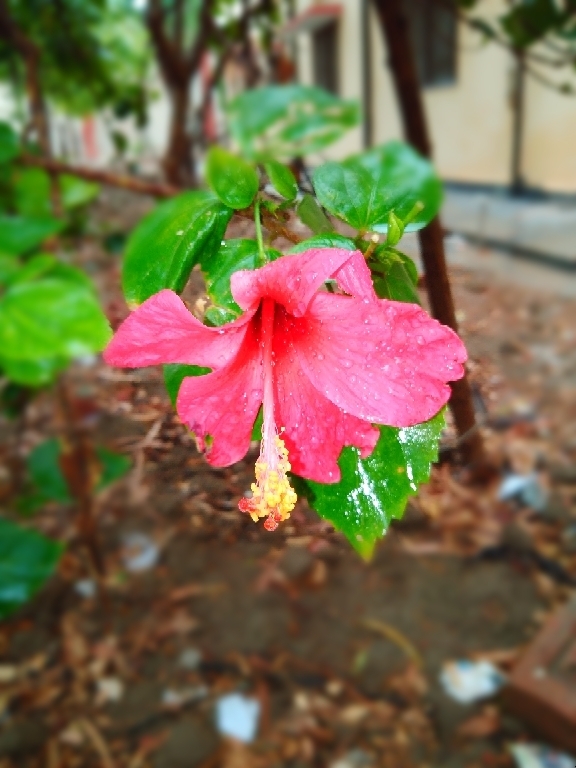 Beautiful Flower
