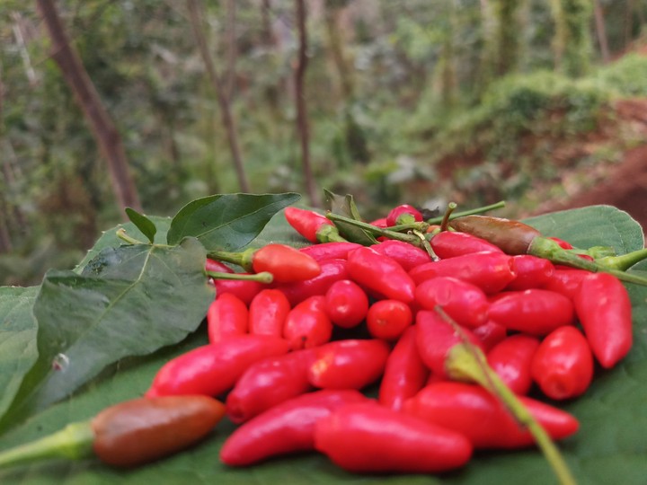 red chilly