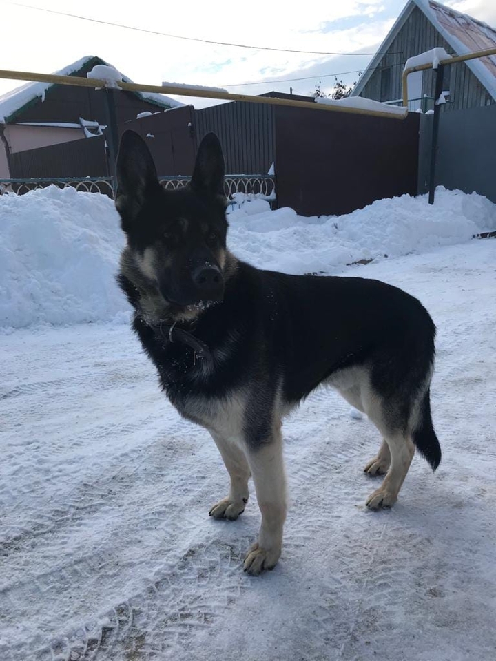 собака джеси