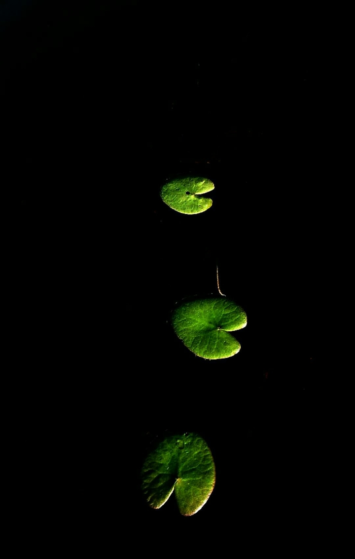 leaves